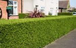 garden hedge